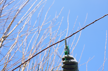 pruning v2